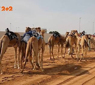 В ОАЭ беговые верблюды стоят больше миллиона долларов, а их содержание обходится дороже Бугатти