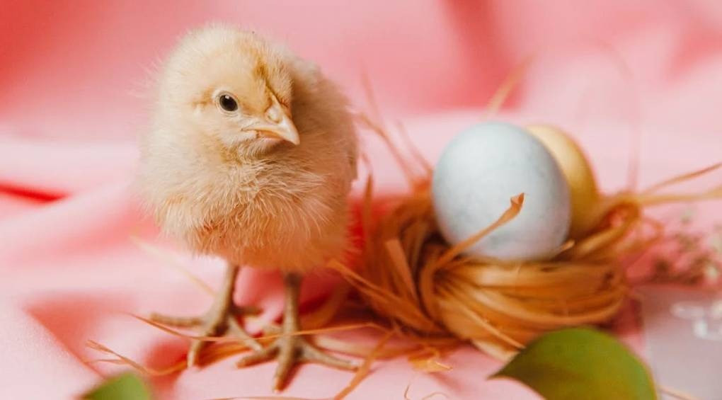 Что было первым – курица или яйцо? Ученые разгадали самую сложную из эволюционных головоломок