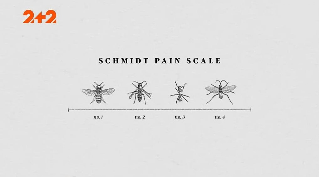 «Біль, схожий на удар струмом»: ентомолог із США розповів, укус якої комахи найнестерпніший