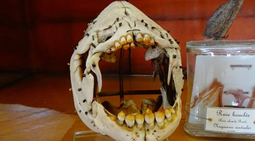 В США 11-летний мальчик поймал рыбу с человеческими зубами