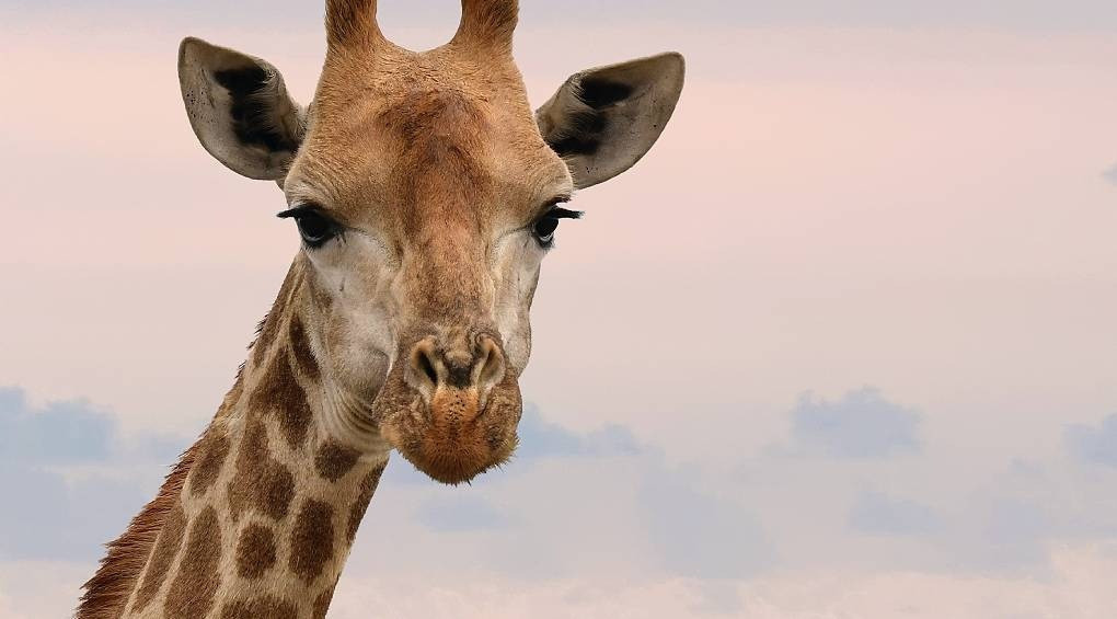 Загадочные позы и фаза быстрого сна: как спят жирафы?