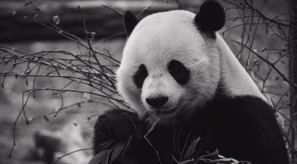 В гробнице китайского императора 2000-летней давности обнаружили скелет панды
