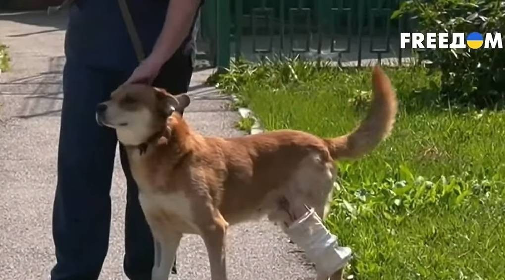«Вони самі прибігають на евакуацію»: як українські волонтери рятують собак від жахів війни