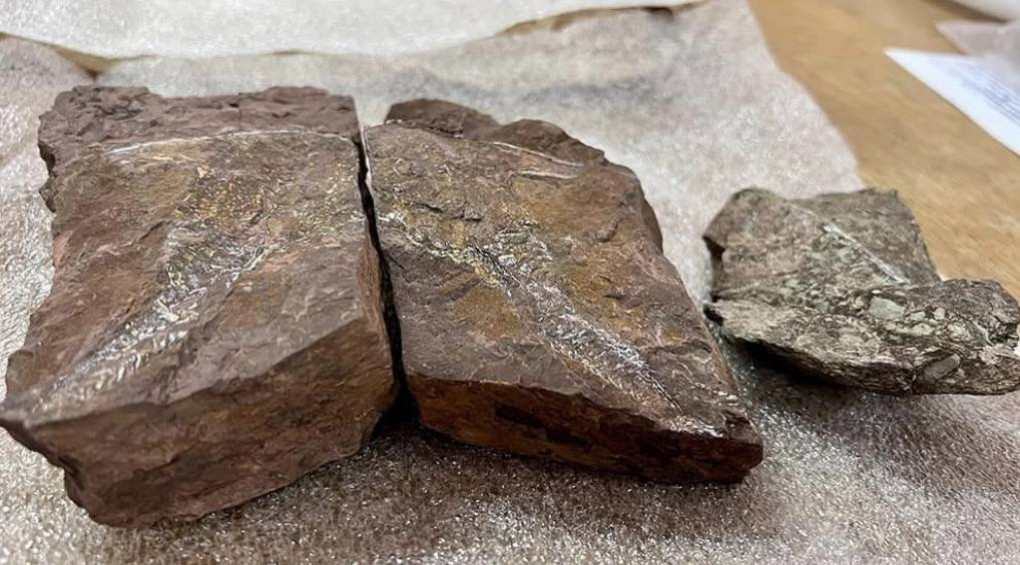 Киевлянин пытался отправить по почте камни с отпечатками вымерших рыб, которым более 407 миллионов лет