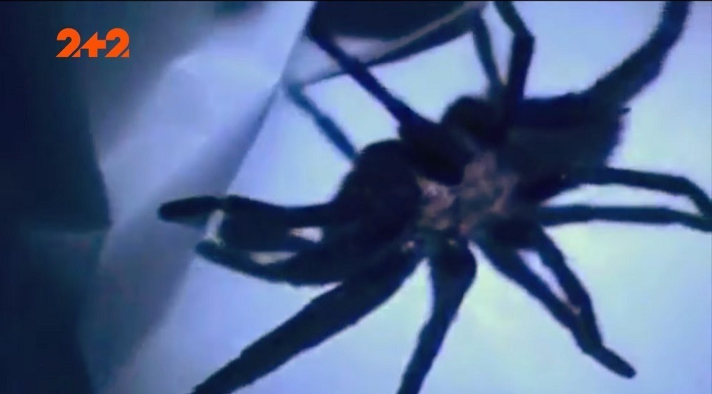 Нова альтернатива Віагрі: отрута смертоносного павука може вилікувати еректильну дисфункцію