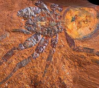 Вторая по величине среди всех найденных: археологи показали окаменелость гигантского паука, возрастом 15 миллионов лет