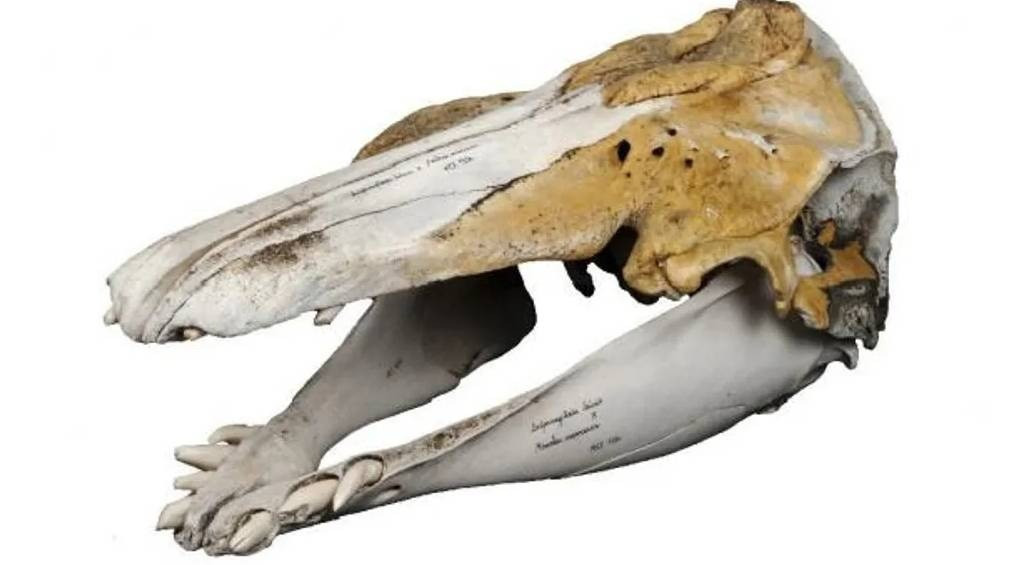 Загадочные гибриды морских существ: кто такие «волфины» и чем они поражают учёных?