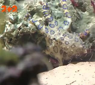 Невидимка, розміром з долоню, може вбити одразу 26 людей: яка істота океану найсмертоносніша?