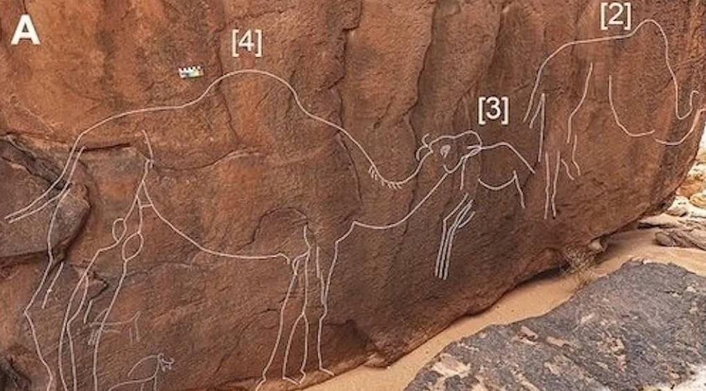 Найдены вымершие верблюды: тайны пустыни Нафуд в Саудовской Аравии
