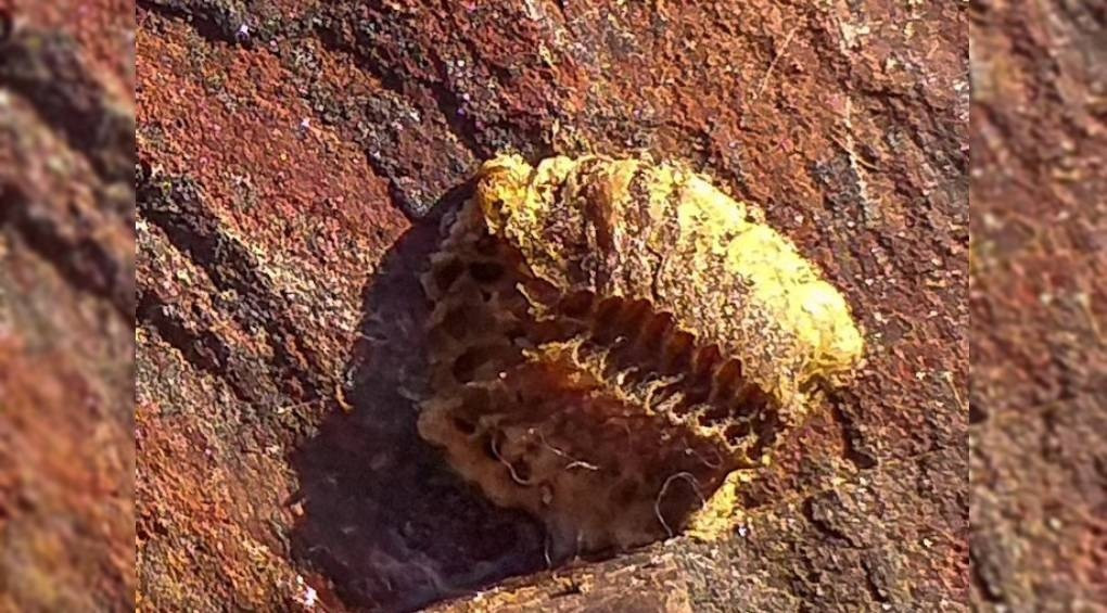 Стародавні трилобіти чи яйця богомола: у Кривому Розі знайшли скам'янілості, яким приблизно 200 млн років