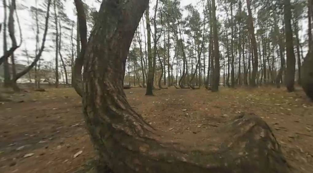 Тайна без однозначного ответа: какая неведомая сила изменила форму деревьев в загадочном польском лесу?