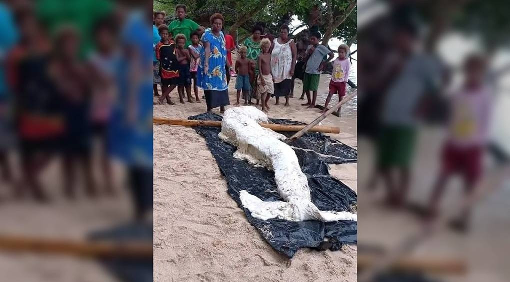 Остатки таинственного морского существа, похожего на русалку, нашли на пляже в Папуа-Новой Гвинее
