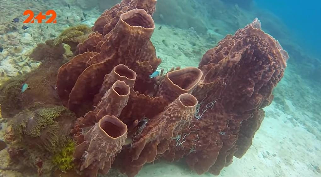 Океанологи виявили унікальні губки, які можуть врятувати людство від найнебезпечніших хвороб сучасності
