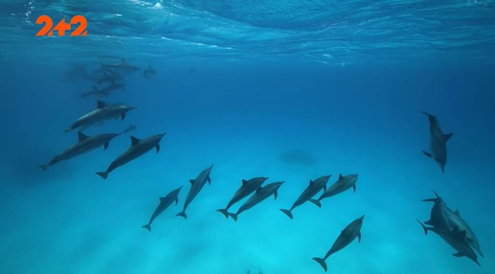 У глибинах Тихого океану існує загадкове місце, де дельфіни збираються у зграї і буквально «танцюють» у повітрі