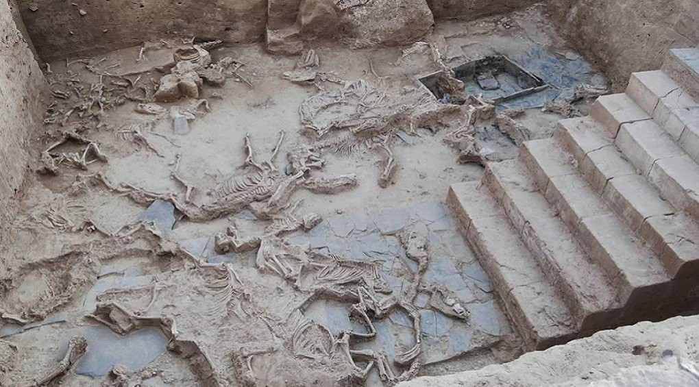 Таємничий світ стародавніх ритуалів: у ямі для жертвоприношень тварин в Іспанії знайшли тисячі кісток 52 істот