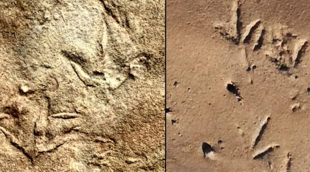 На 60 мільйонів років старші за найдавніших птахів: археологи знайшли таємничі пташині сліди, володар яких невідомий