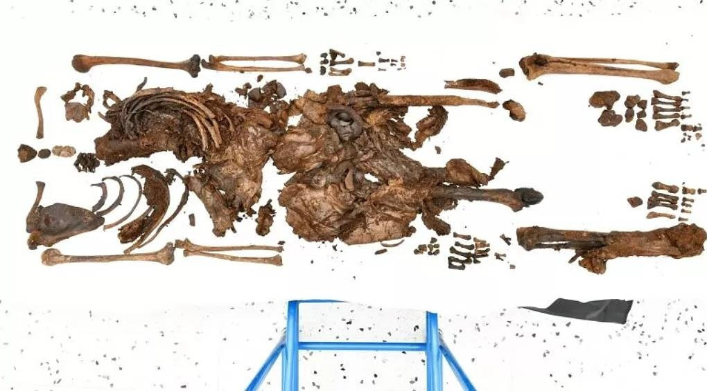 Человеческие останки, найденные в болоте в Северной Ирландии, оказались телом древнего человека