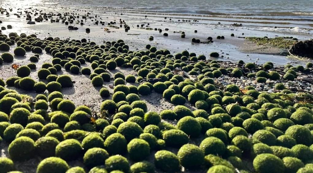 Загадкові кулі з водоростей: незвичайне явище, що спантеличило метеорологів, виявили на пляжах Данії