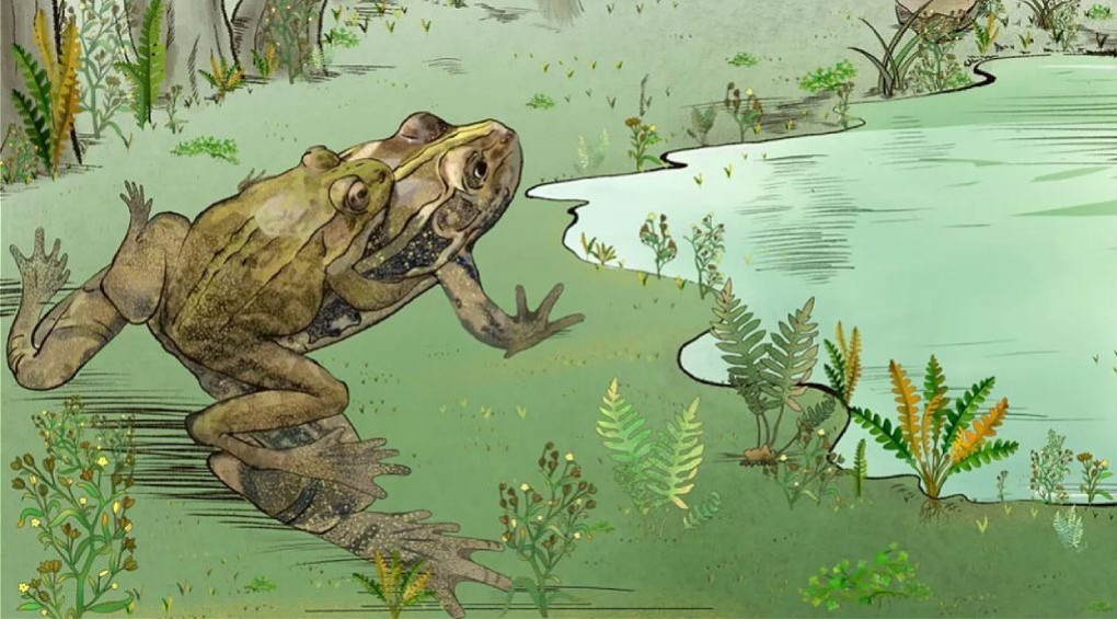 Нова загадка палеонтології: у Китаї знайшли скам'янілість жаби з яйцями в череві, якій понад 100 мільйонів років