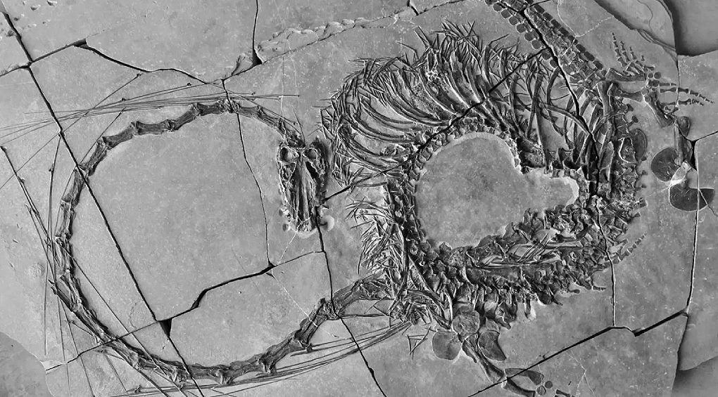 Палеонтологическая сенсация: ученые впервые показали окаменевшие останки «китайского дракона», возрастом 240 млн лет