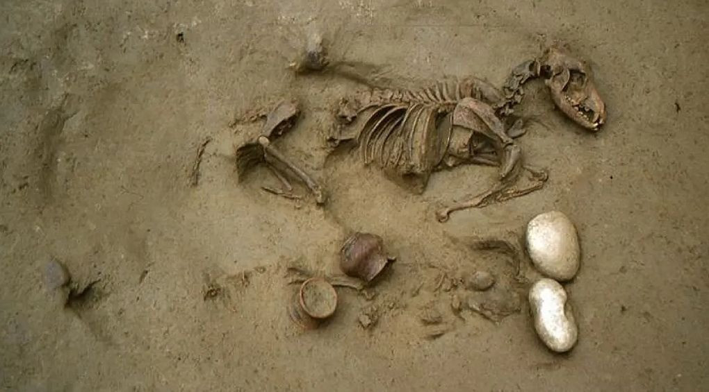 Тайны древних доримских захоронений: в Италии нашли погребение людей вместе со скелетами собак и лошадей