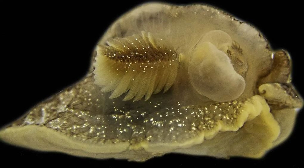 Открытие таинственной жизни в водах Британии: появление нового вида в этих водоемах вызывает тревогу у ученых