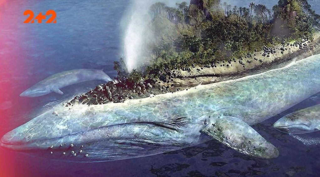 Путали с островом и высаживались, считая сушей: рассказы моряков о китах-гигантах могут быть правдой