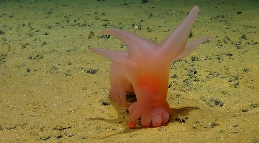 Розовая «свинка Барби»: на глубине 5 тысяч метров ученые обнаружили причудливых, ранее неизвестных существ
