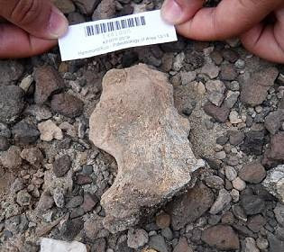 Самые древние окаменелости Homo erectus, которым 2 млн лет, нашли в Кении: что это значит для науки?