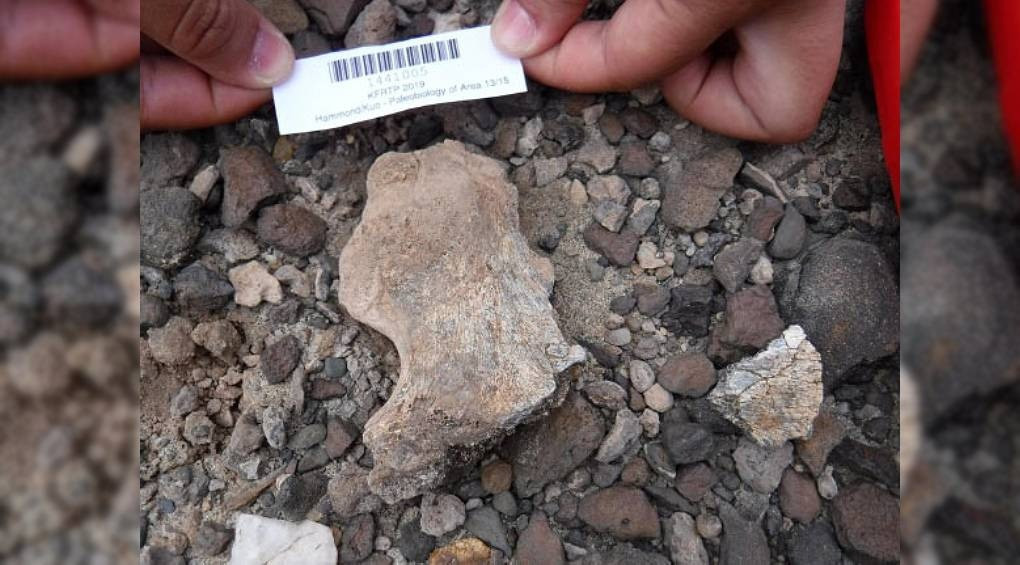 Найдавніші скам'янілості Homo erectus, яким 2 млн років, знайшли у Кенії: що це означає для науки?