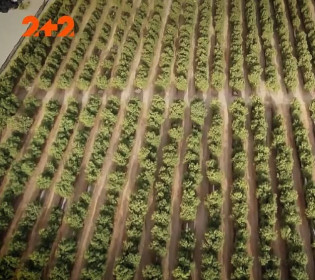 Израильская агрореволюция: дрессированные насекомые уничтожают вредителей, тракторы опыляют цветы, а дроны собирают урожай