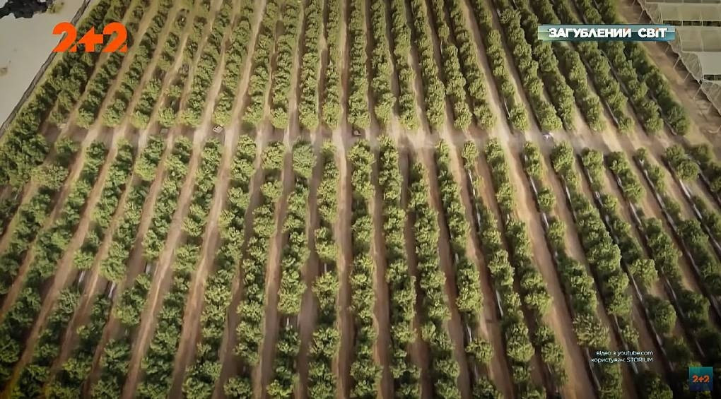 Ізраїльська агро-революція: треновані комахи нищать шкідників, трактори запилюють квіти, а дрони збирають врожай