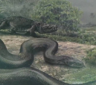 15 метрів холодної крові: Vasuki indicus – нова рекордсменка серед доісторичних гігантських змій