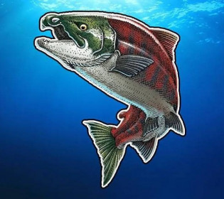Гигантский «саблезубый» лосось, достигавший 2,7 метров в длину, на самом деле имел не клыки, а бивни