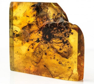 Выглядит так, будто ее только что сорвали с букета: возраст самого известного цветка в янтаре почти 40 млн лет