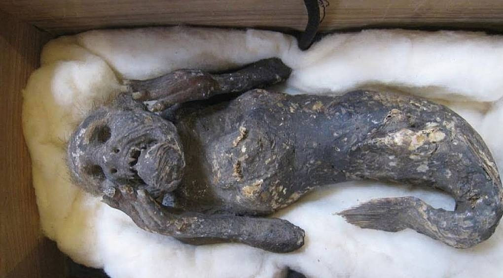Раскрытие тайны 300-летней мумифицированной русалки: ученые установили происхождение этого таинственного существа