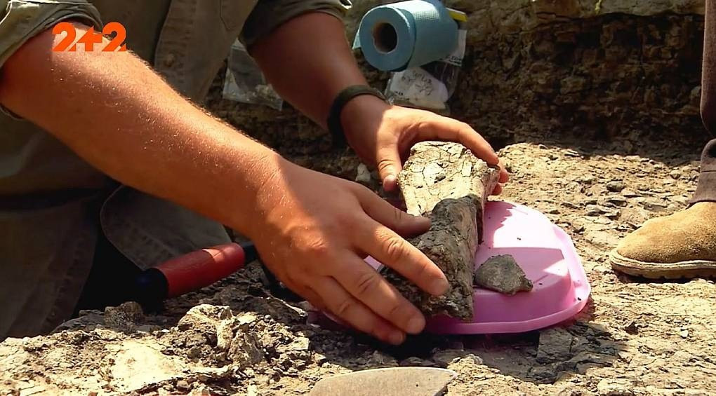 Повний скелет та гніздо з яйцями: в Кременчуці знайшли докази того, що в Україні жили динозаври