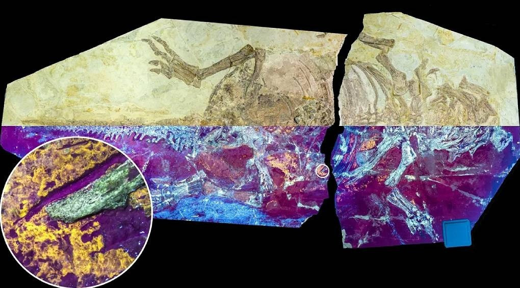 Поєднував птахів і рептилій: вчені дослідили унікальні скам'янілості динозавра зі «скляною» шкірою