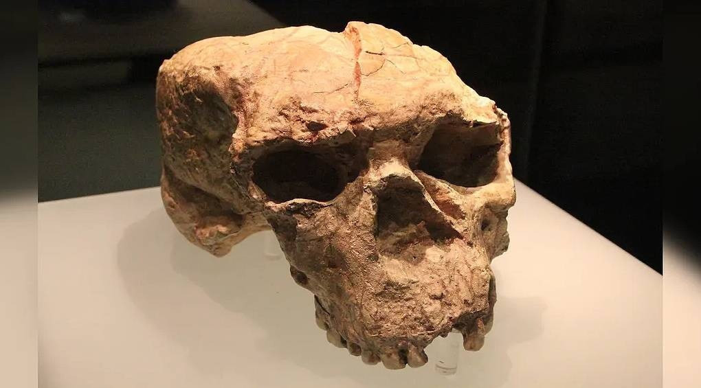 Таємничий череп із Китаю віком 1 мільйон років може належати до роду «людини-дракона»
