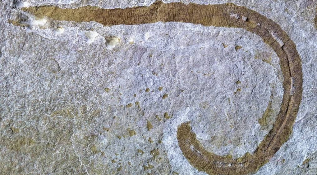 С зубами, как у песчаных червей из книги «Дюна»: ученые раскрыли тайны 425-миллионного хищника