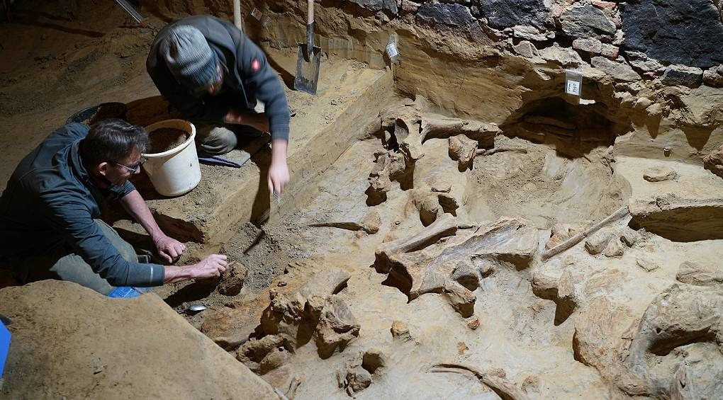 Кістки одразу трьох мамонтів віком 40 000 років знайшли у винному льосі в Австрії