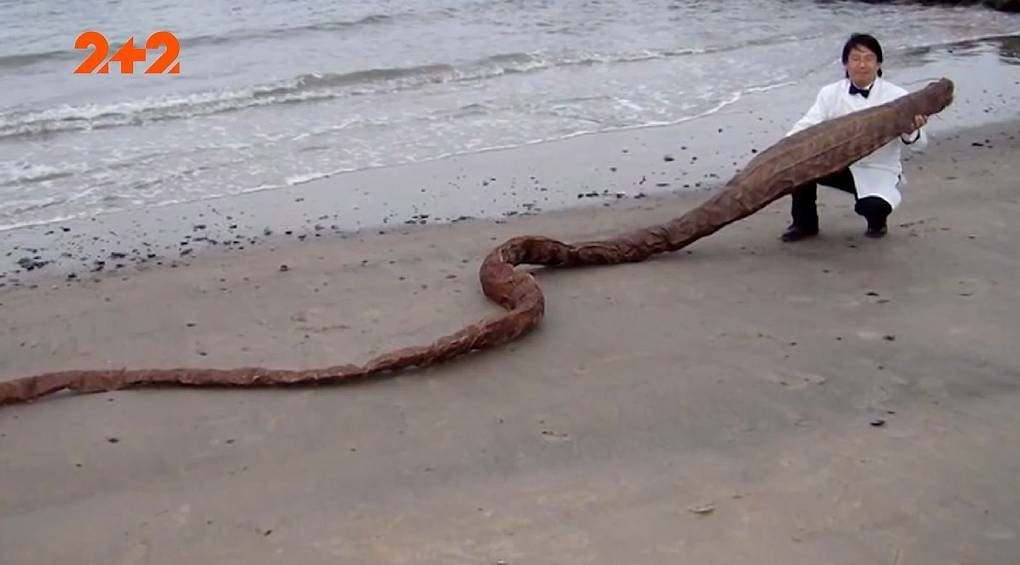 Нессі в Японії: вчені сперечаються про походження загадкового чудовиська, знайденого на пляжі