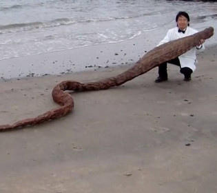 Нессі в Японії: вчені сперечаються про походження загадкового чудовиська, знайденого на пляжі