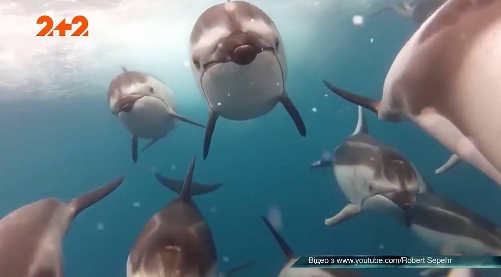 Подводные агенты инопланетян: дельфины могут иметь знания, которых нет у людей, и шпионить за нами