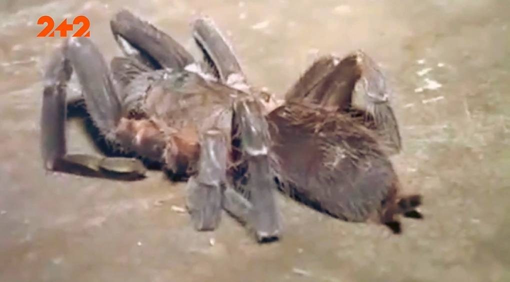 Смертельные атаки в Индии: новый биологический вид пауков охотится на людей