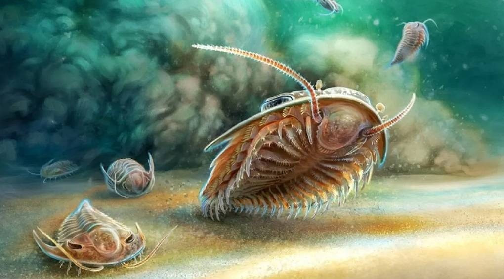 «Помпейские» трилобиты: в Марокко нашли останки морских существ в трехмерной форме, которым 508 млн лет