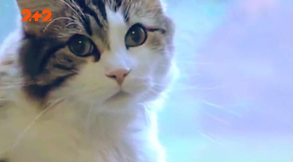 В США жив кіт, який передбачав смерть: чотирилапий провидець мешкав в будинку для літніх людей