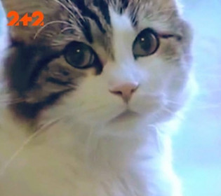 В США жив кіт, який передбачав смерть: чотирилапий провидець мешкав в будинку для літніх людей