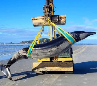 Известно лишь о шести особях: редчайшего кита в мире выбросило на берег Новой Зеландии