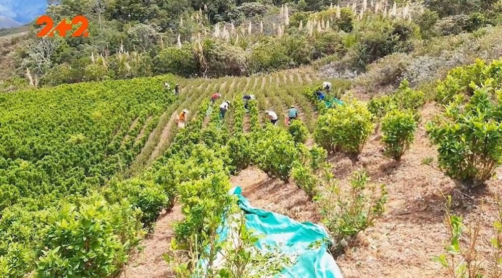 Невідома історія наркотиків у Європі: в Мілані вчені знайшли кокаїн у мозку мумій 17-го століття